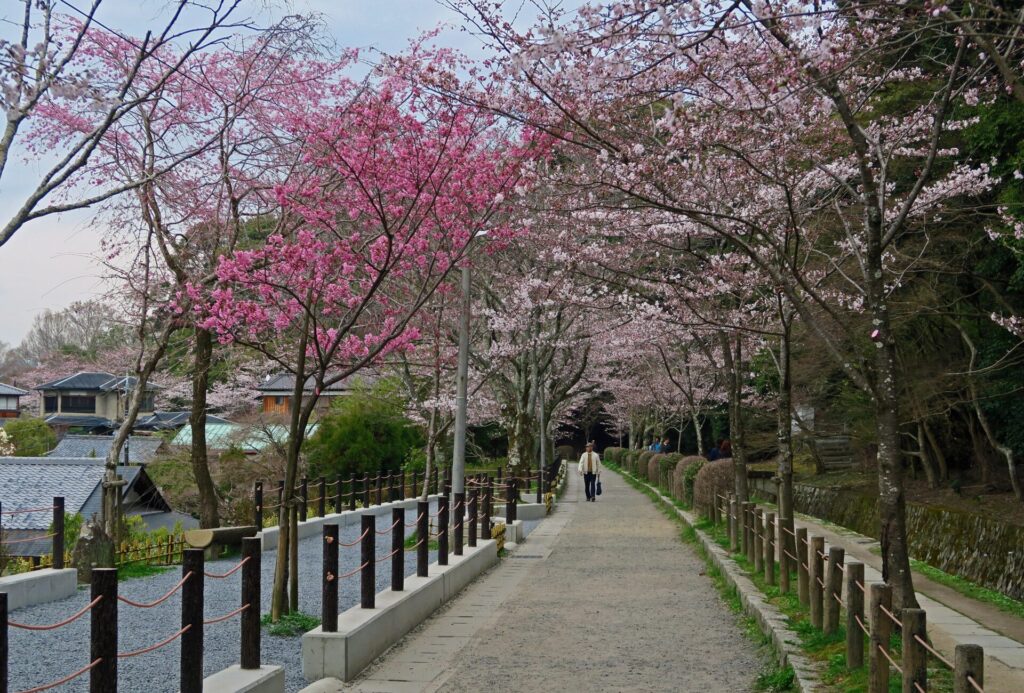 Cherry blossom along the Philosopher's Path in Tokyo
