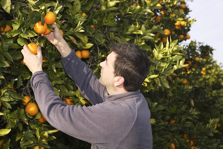 A man fruit picking at the local farm