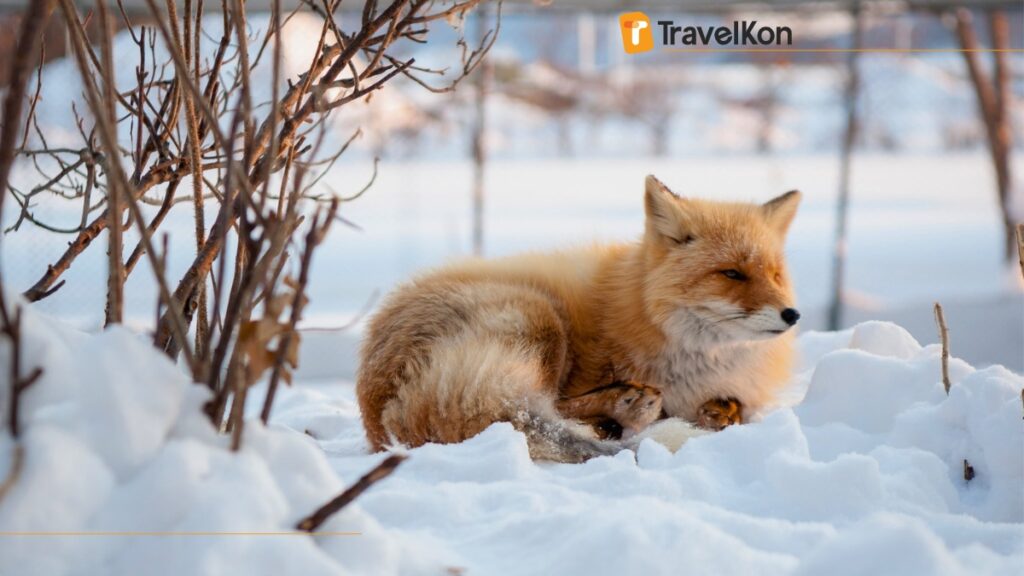 The yellow wolf is lying in the Japanese snow