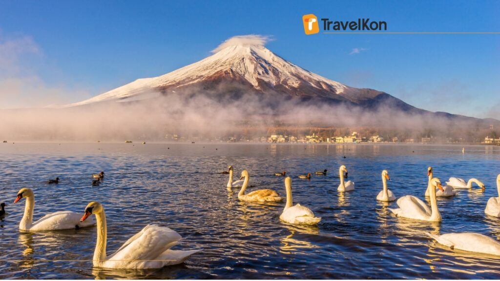 a group of swans in water with mountain fuji in the background